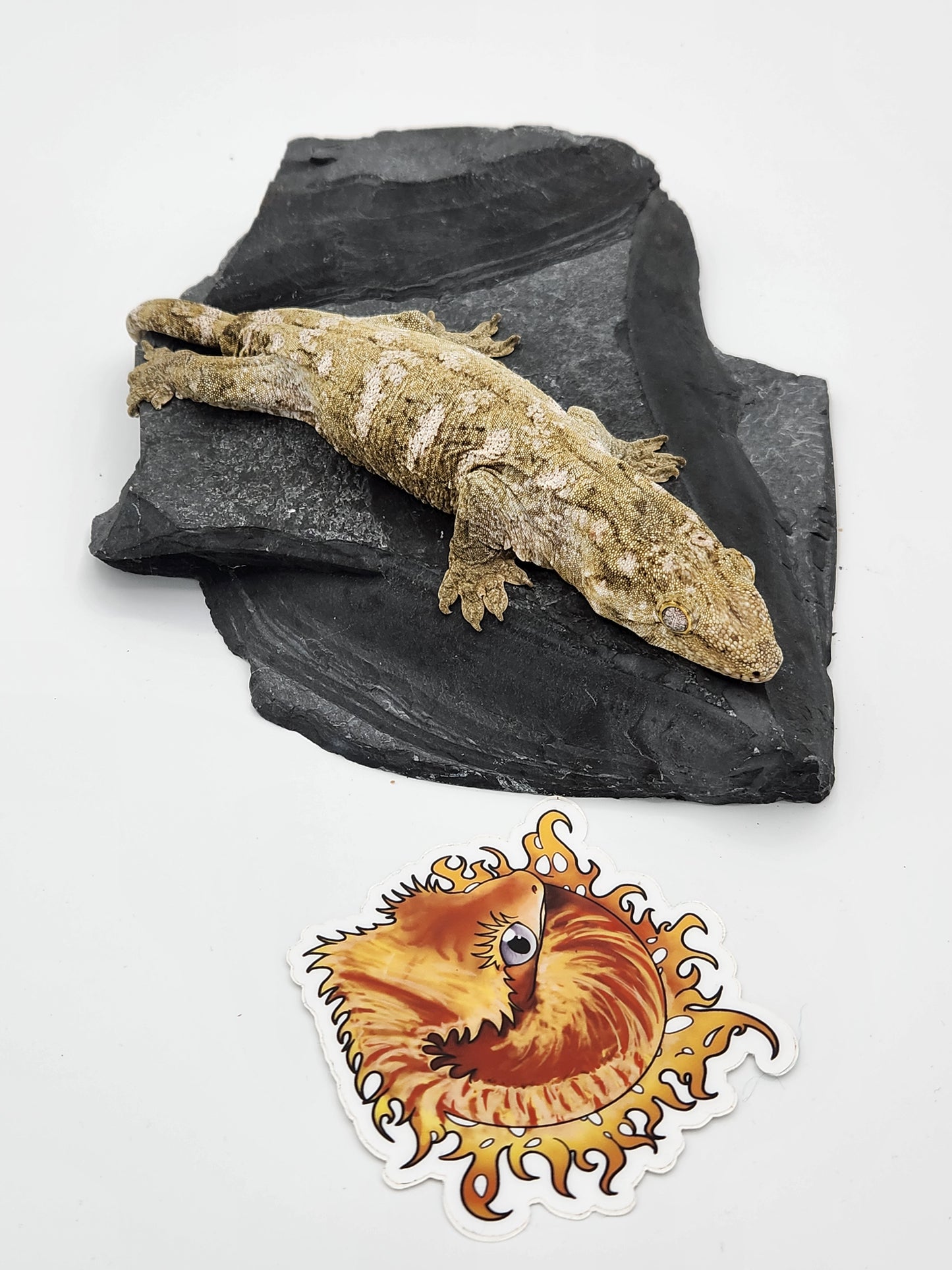 Leachie Gecko - Nu Ami Female DOB 01-10-2023