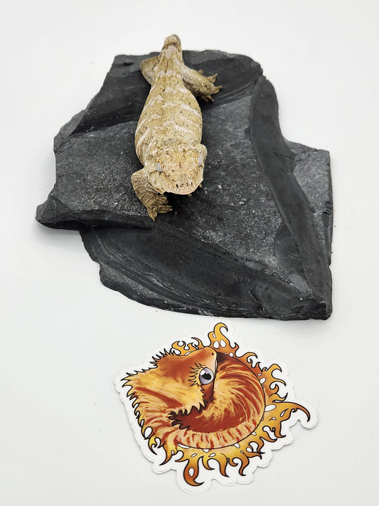 Leachie Gecko - Nu Ami Female DOB 01-10-2023