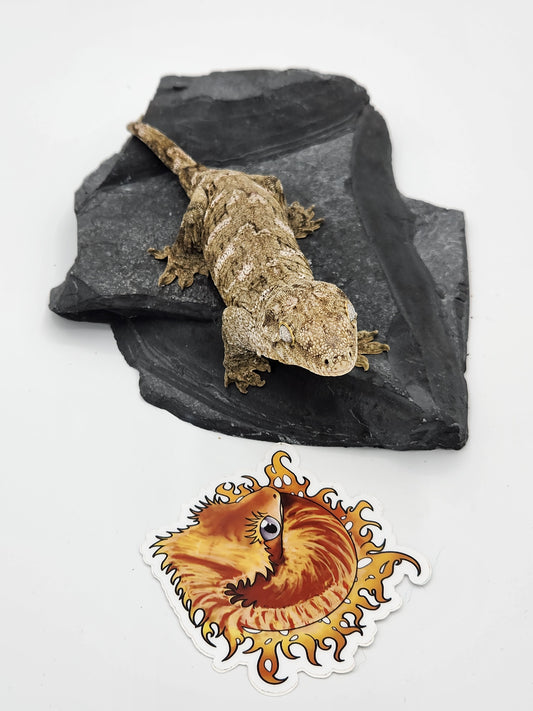 Leachie Gecko - SOLD - Nu Ami Female DOB 01-09-2023