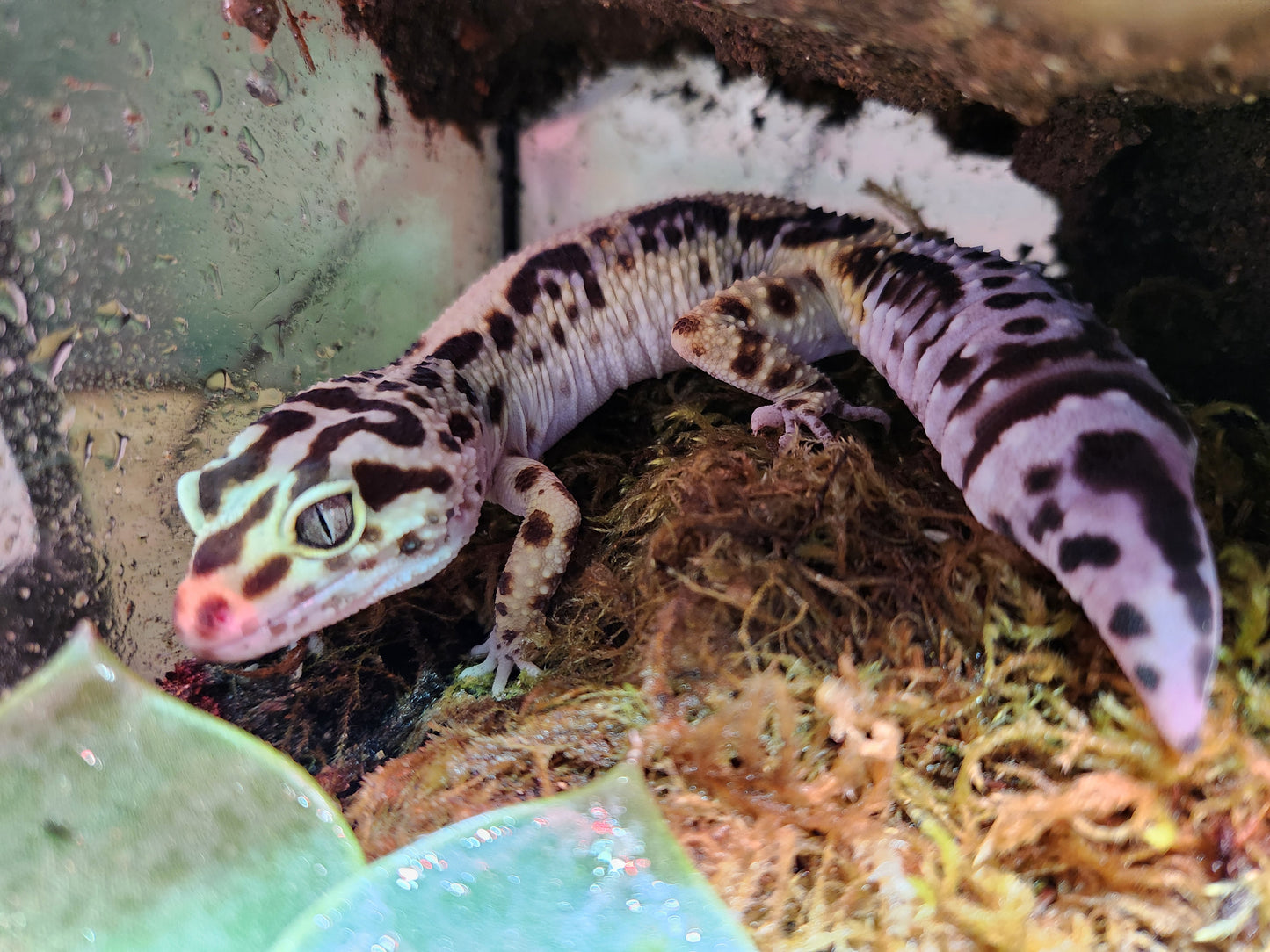 Leopard Gecko - Bold Stripe - Female