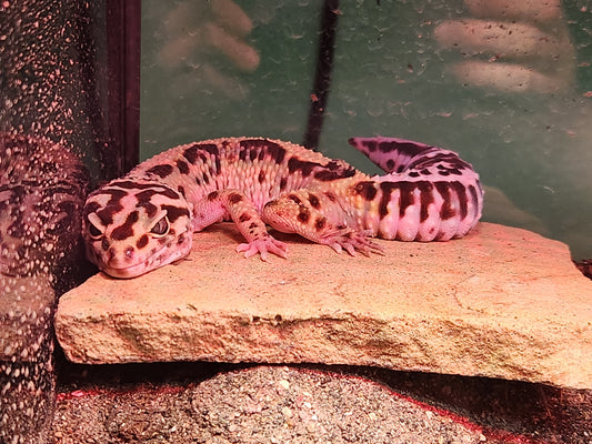 Leopard Gecko - Bold Stripe - Female