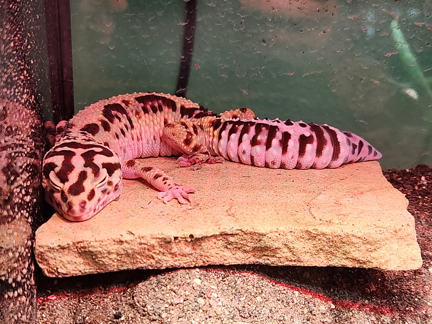 Leopard Gecko - Bold Stripe - Female