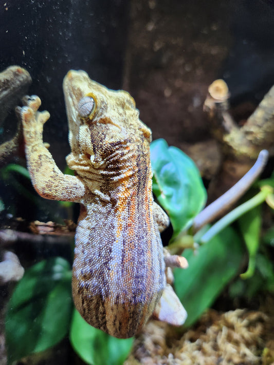 Gecko - Gargoyle Gecko - Dale x Ashley 2 - Male