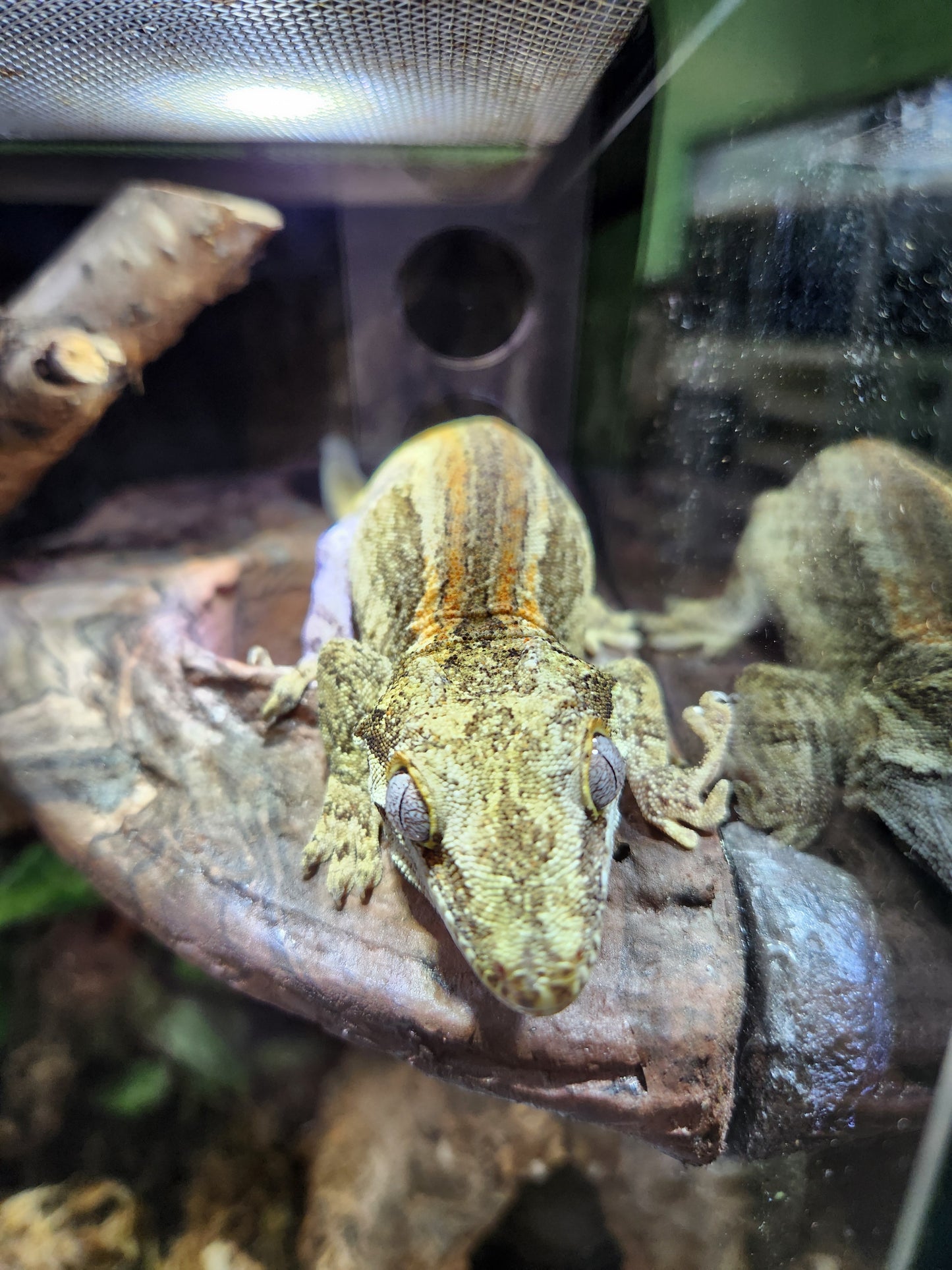 Gecko - Gargoyle Gecko - Dale x Ashley 2 - Male