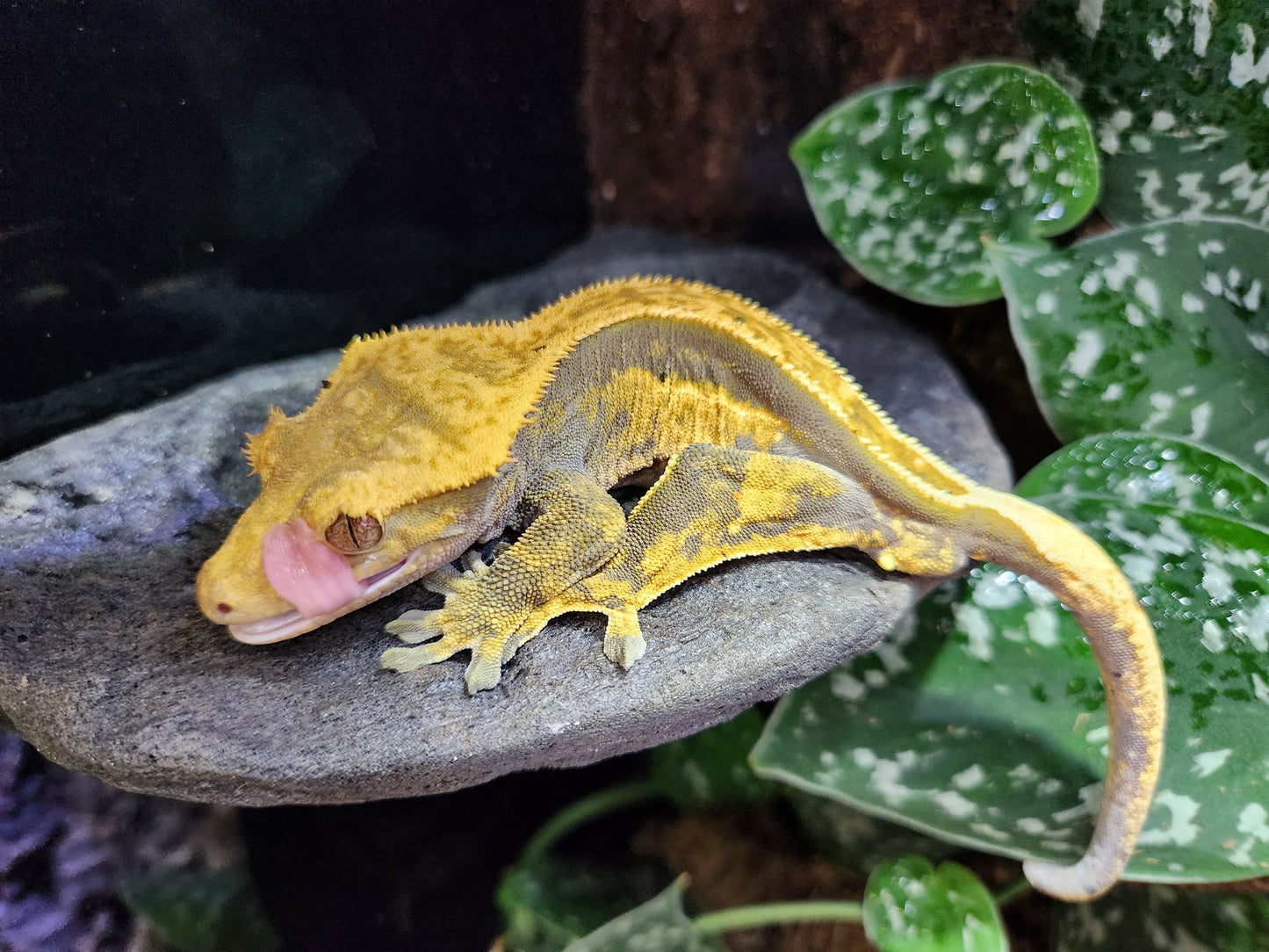 Gecko - Crested Gecko - Titus x Starfire - Male