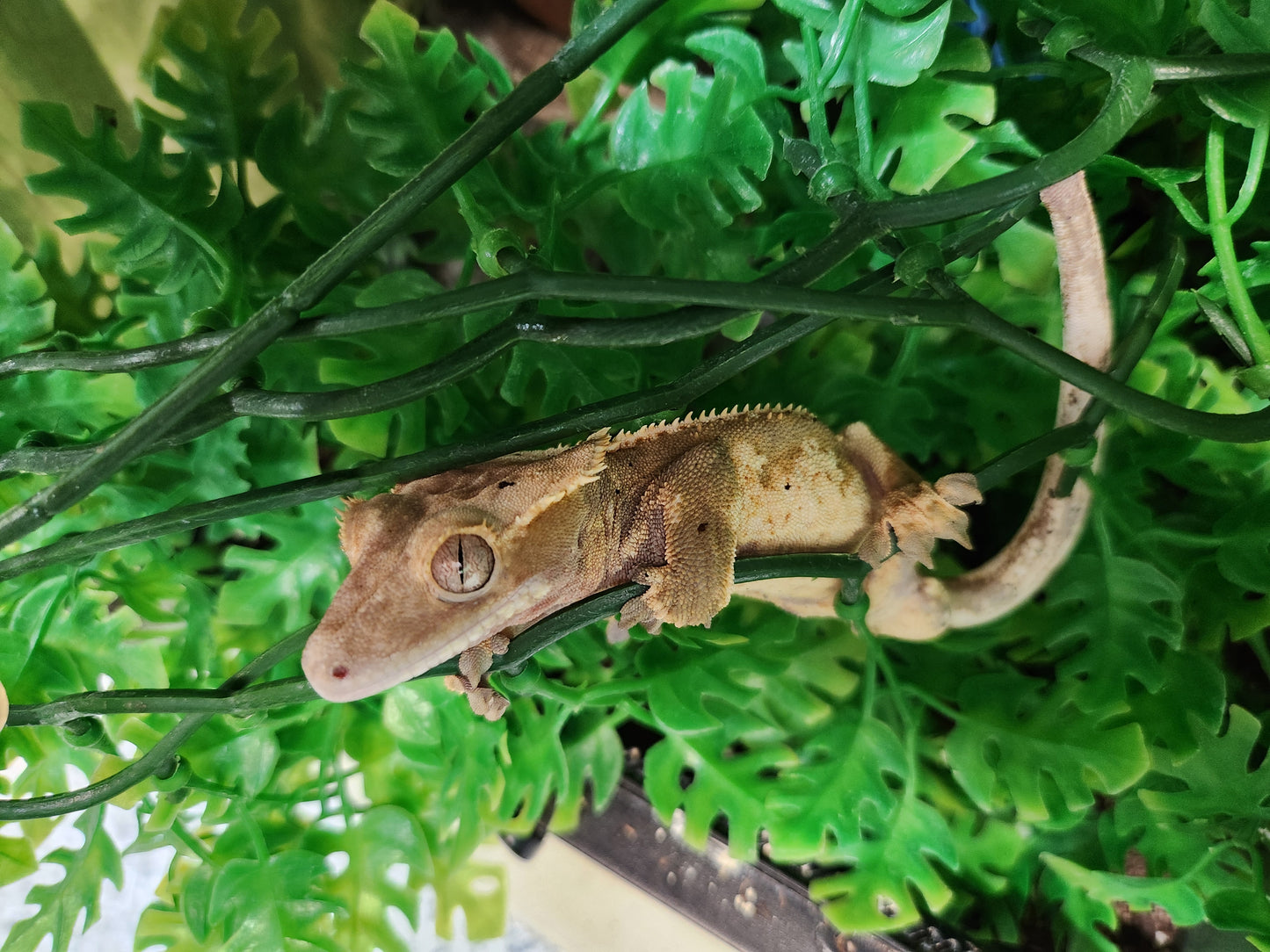 Gecko - Crested Gecko - Dane x Succulent - Male