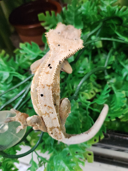 Gecko - Crested Gecko - Dane x Succulent - Male