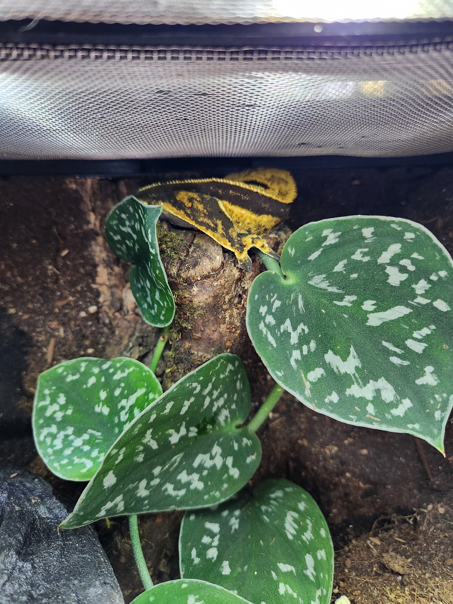 Gecko - Crested Gecko - Titus x Starfire - Male