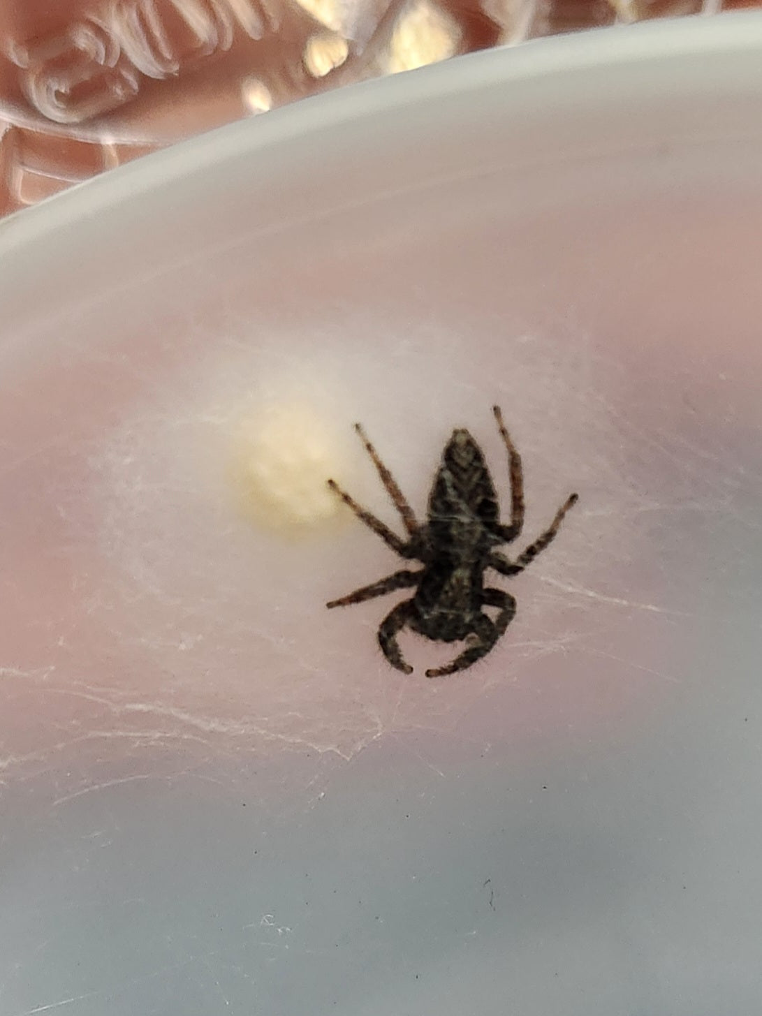Invertebrate - P. californicus California Flat Jumping Spider - Female
