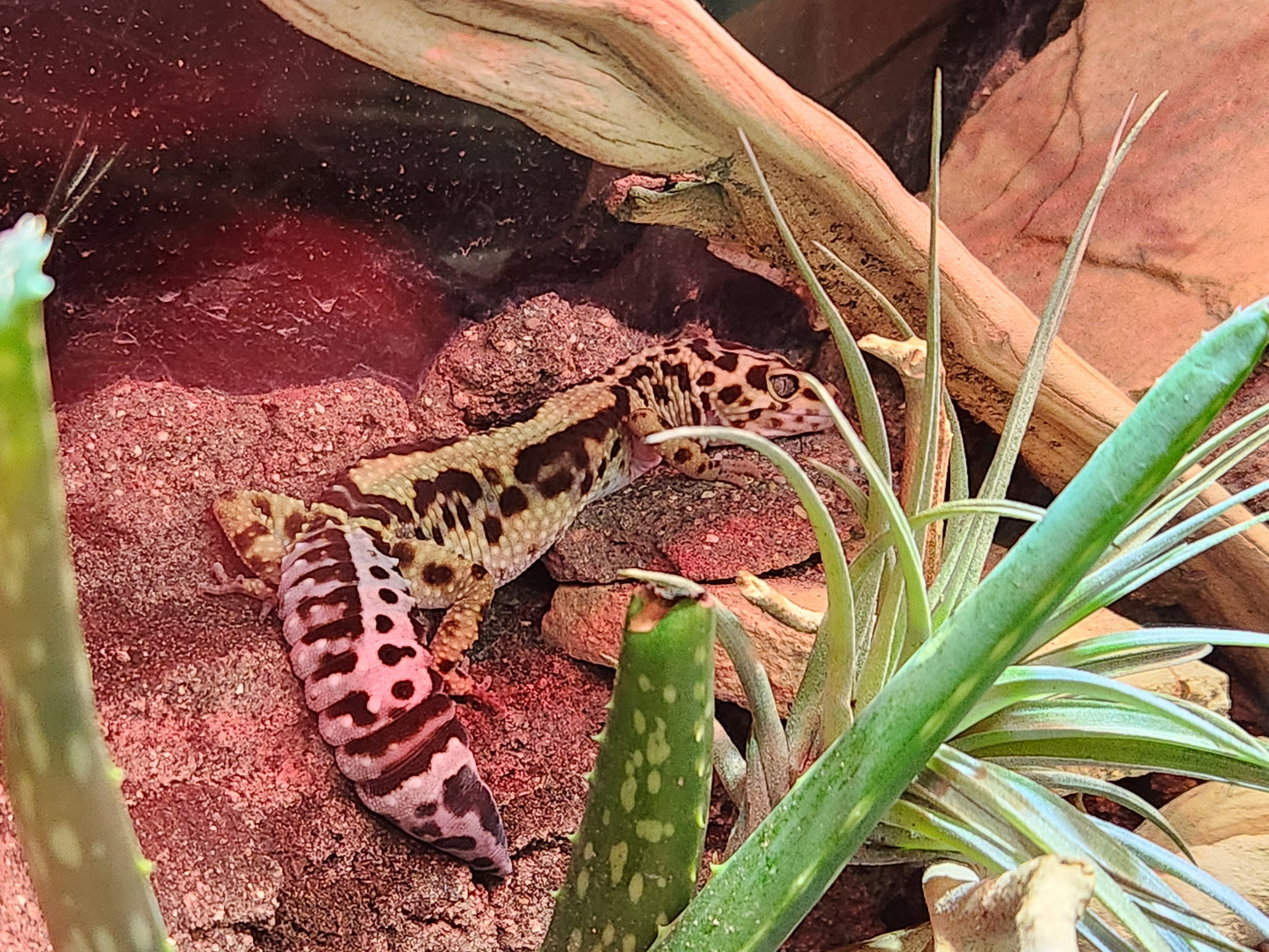 Leopard Gecko - Bold Stripe - Female
