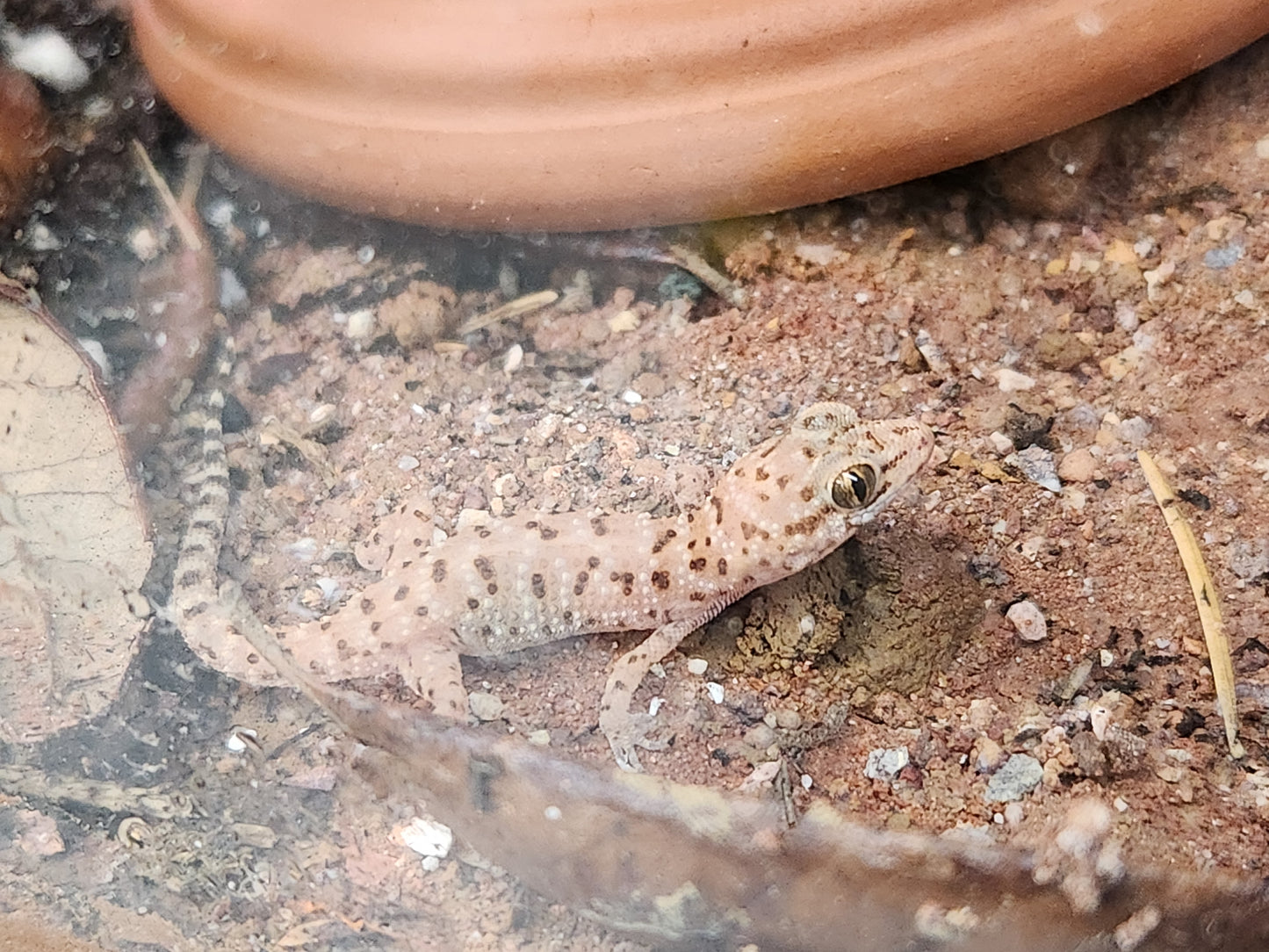 Self Cloning Geckos - Binoei Gecko