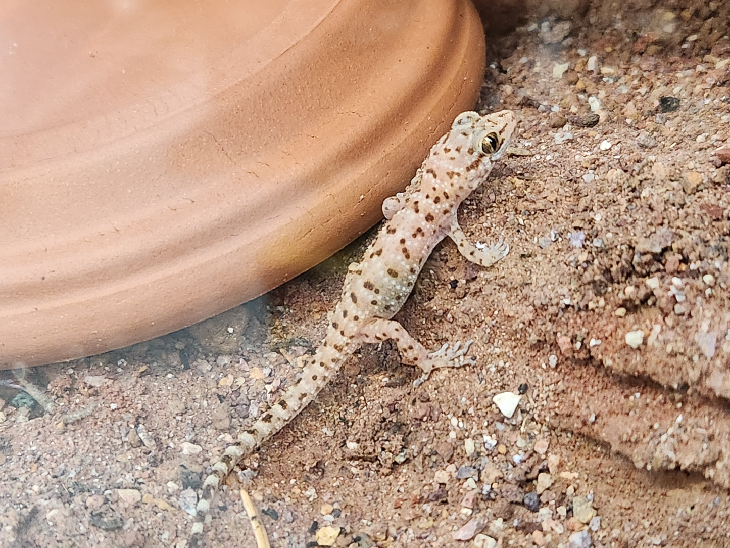 Self Cloning Geckos - Binoei Gecko