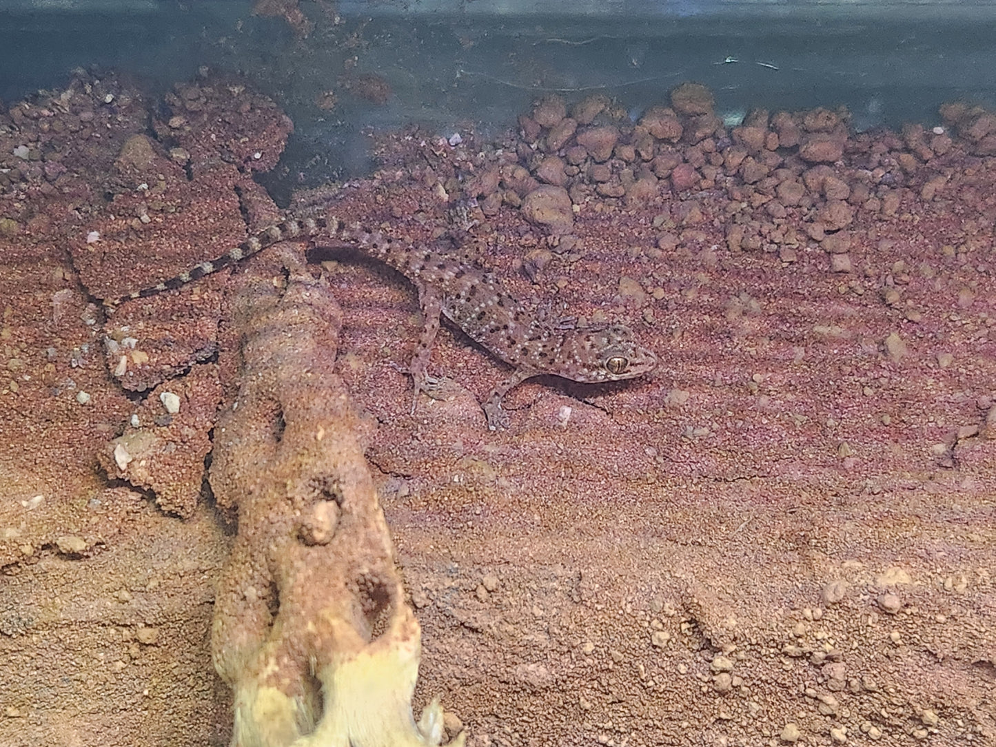 Self Cloning Geckos - Binoei Gecko