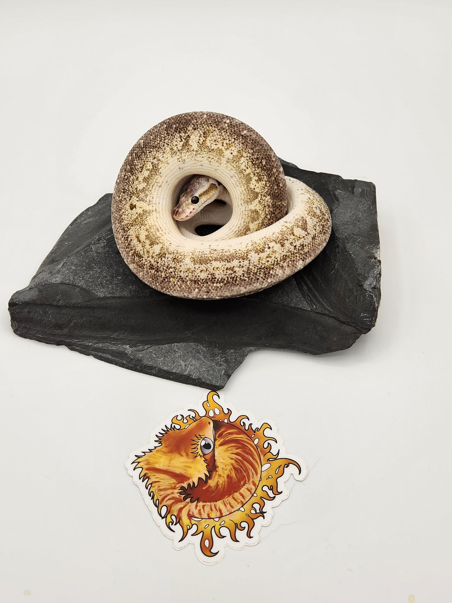 Snake - Ball Pythons - Gargoyle Pastel Vanilla - Male