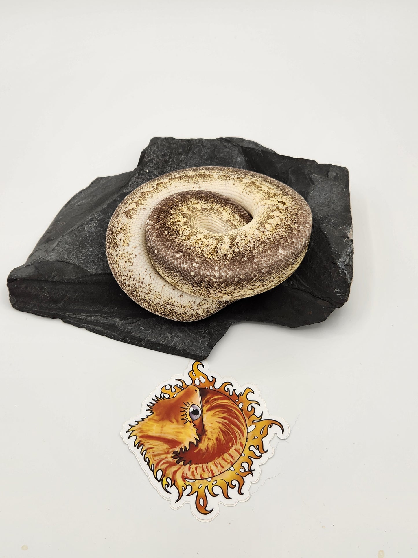 Snake - Ball Pythons - Gargoyle Pastel Vanilla - Male