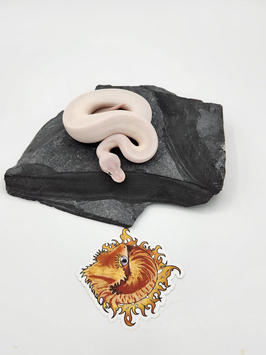 Snake - Ball Pythons - BEL Mojave x Russo Female $550