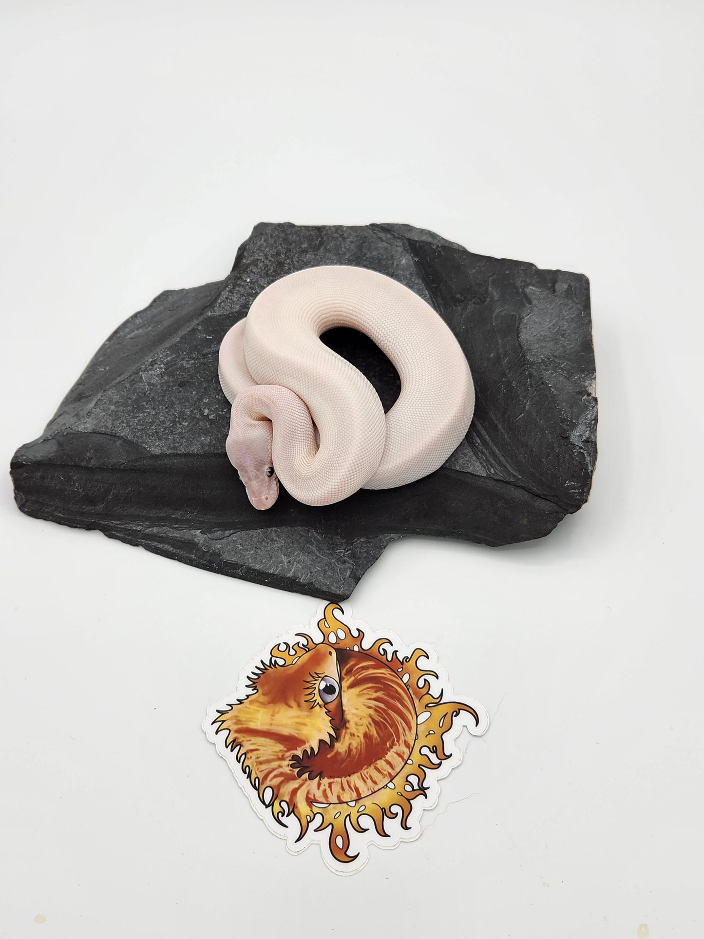 Snake - Ball Pythons - BEL Mojave x Russo Female $550