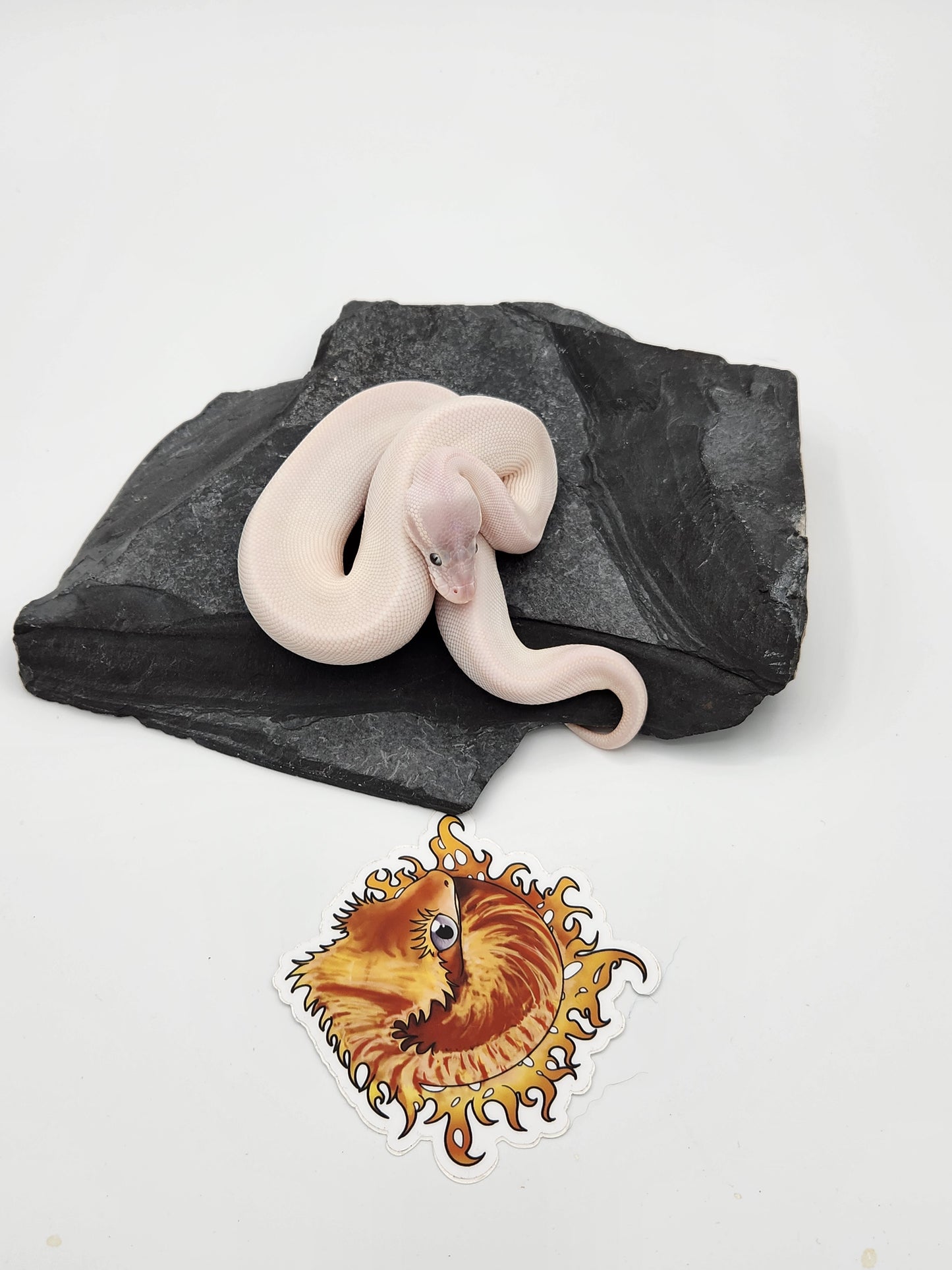 Snake - Ball Pythons - BEL Mojave x Russo Female $550