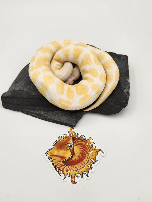 Snake - Ball Pythons - Albino Leopard H Pied M