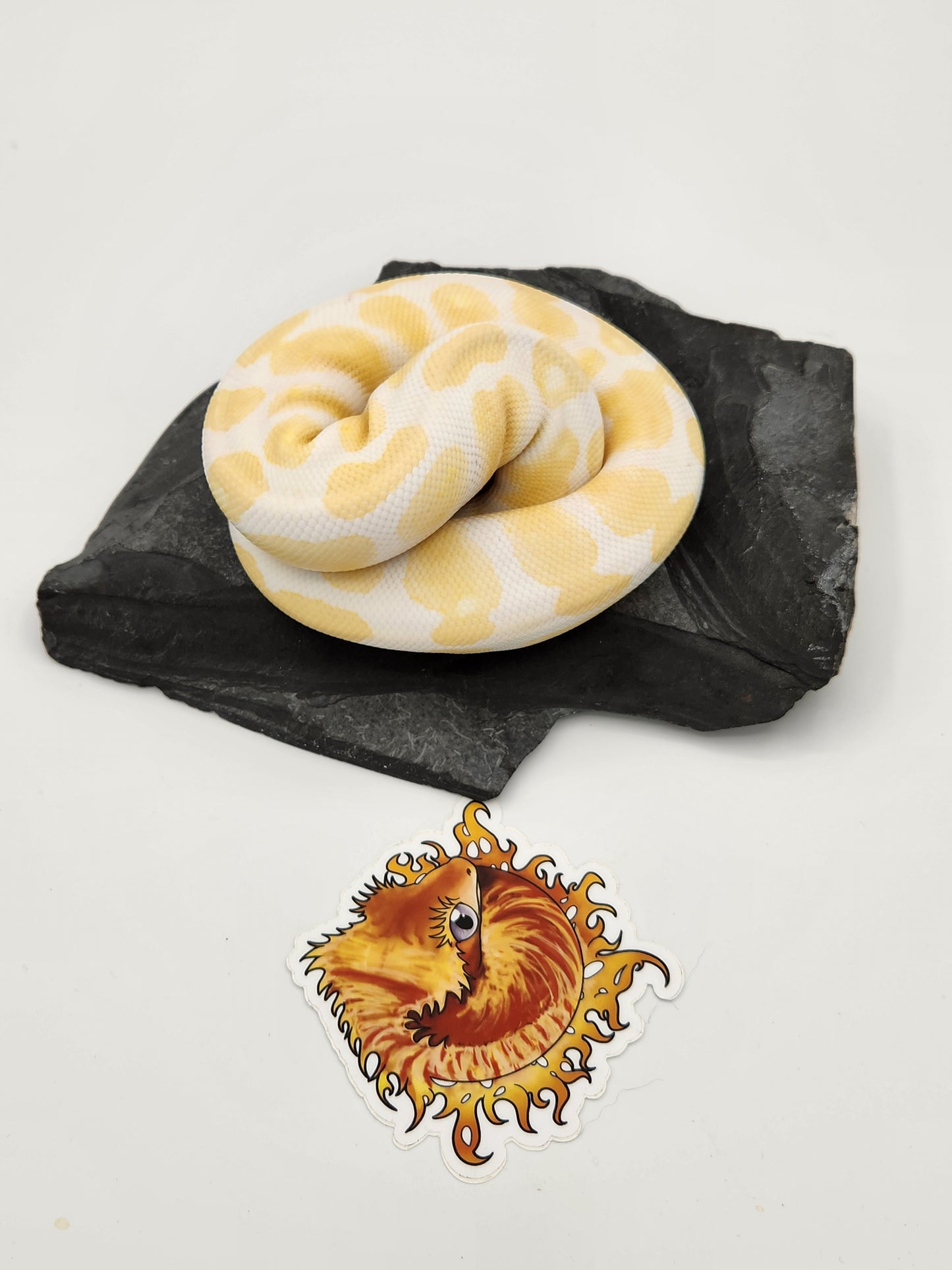 Snake - Ball Pythons - Albino Leopard H Pied M