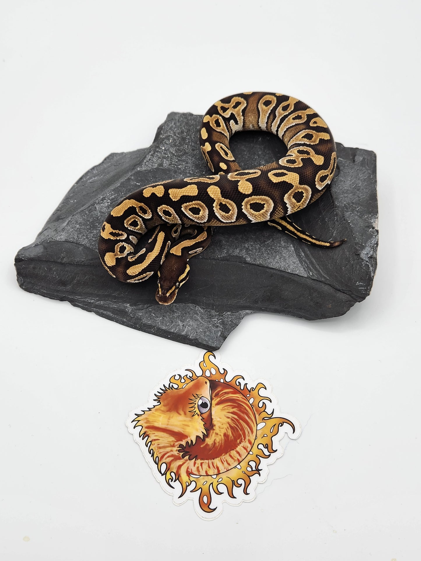 Snake - Ball Python - Mojave F $100