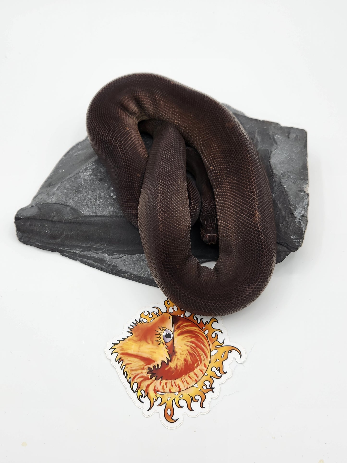 Snake - Ball Pythons - Super Cinnamon - Male