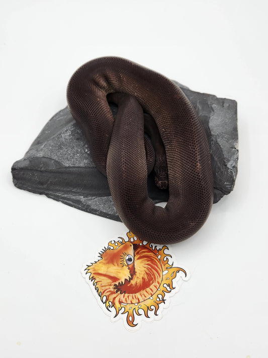 Snake - Ball Pythons - Super Cinnamon - Male