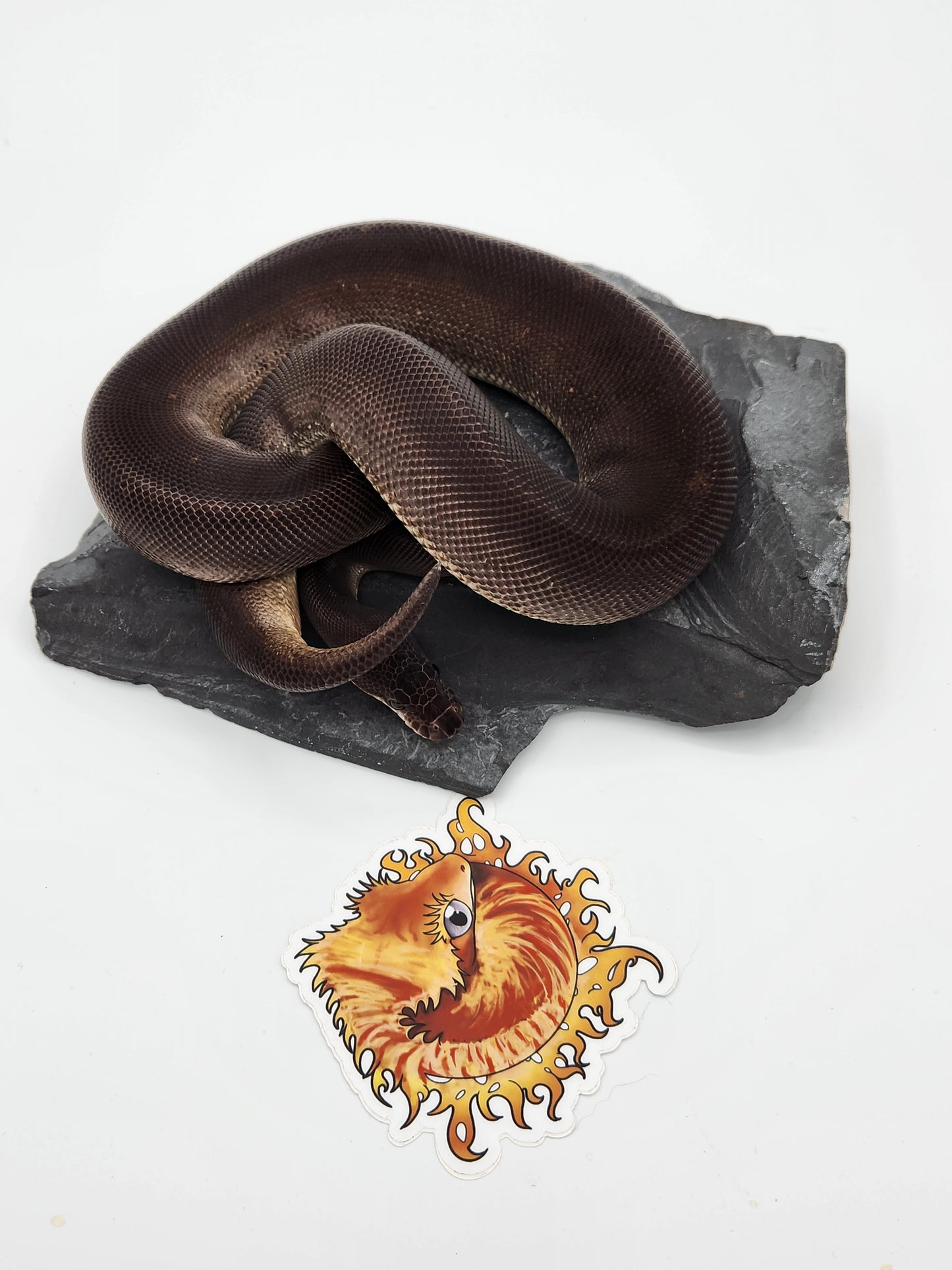 Snake - Ball Pythons - Super Cinnamon - Male