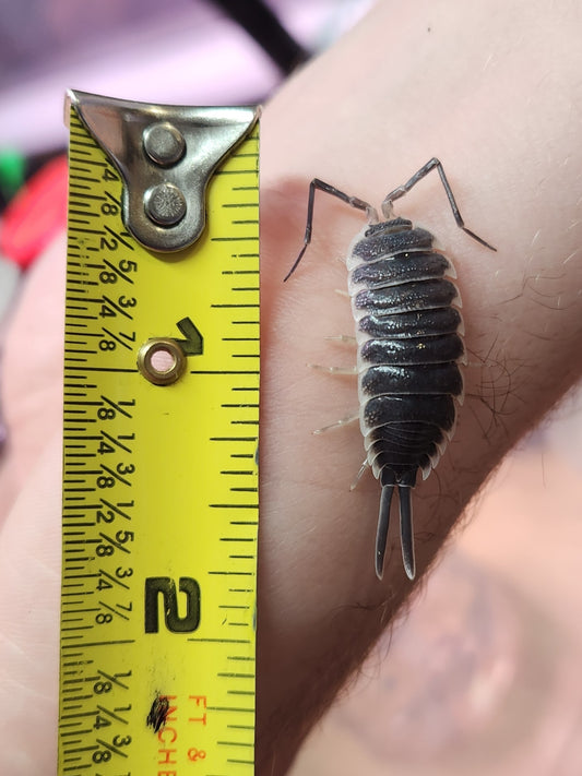 Isopod ‐ Porcellio hoffmannseggi - "Giant Black Titans" - 10 count