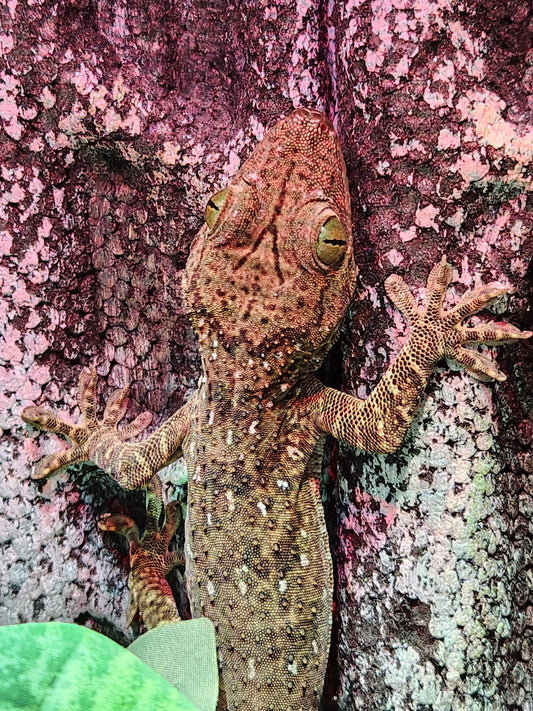 Other Geckos - Green Eye Gecko - Male