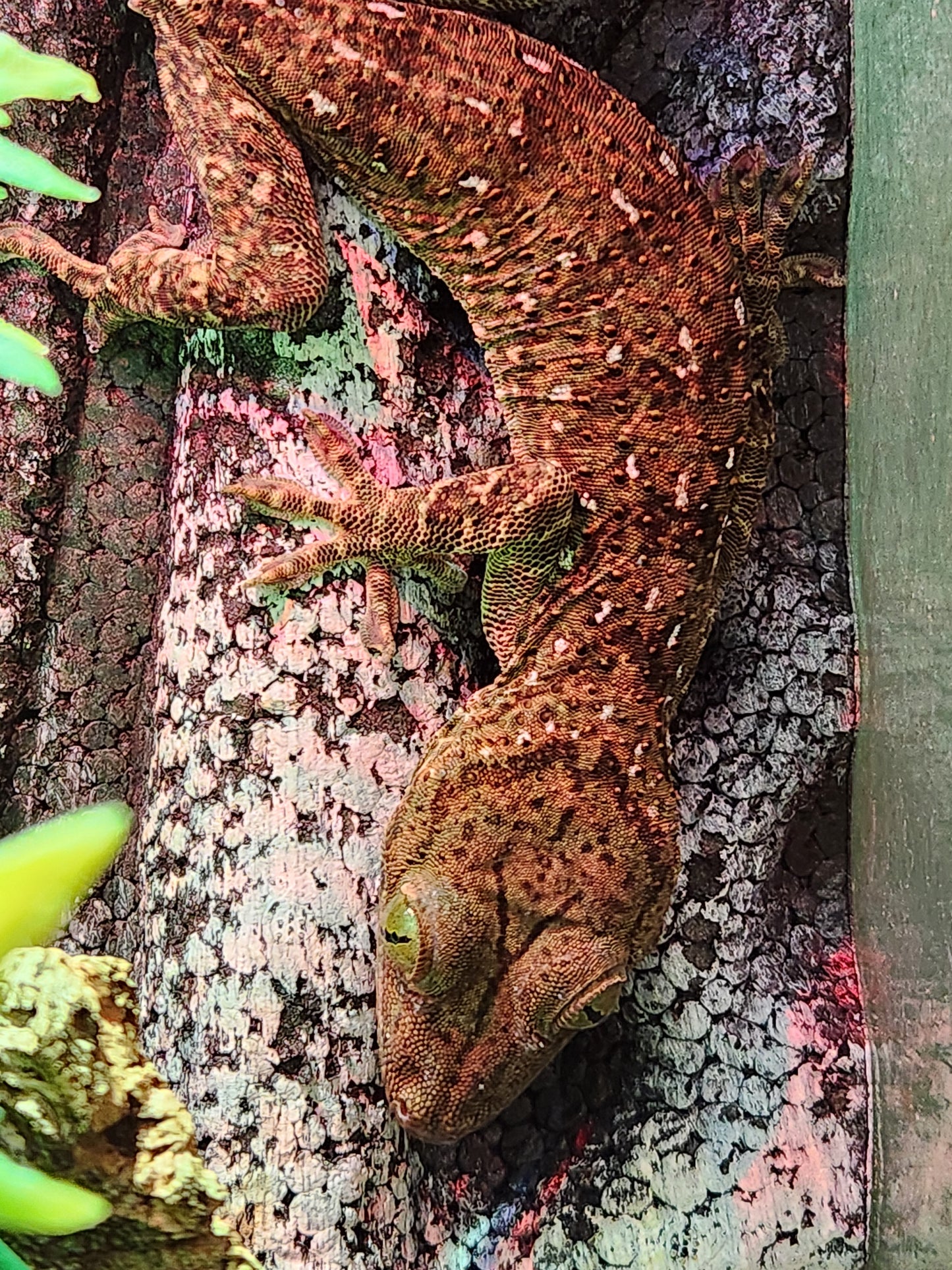 Other Geckos - Green Eye Gecko - Male