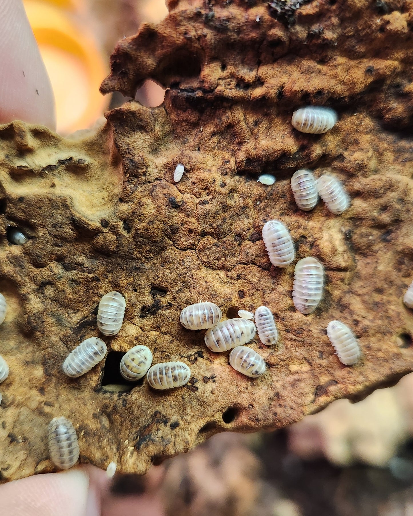 Isopods - Venezillo parvus - "Dalmatian Dwarf Roly" - 20 count