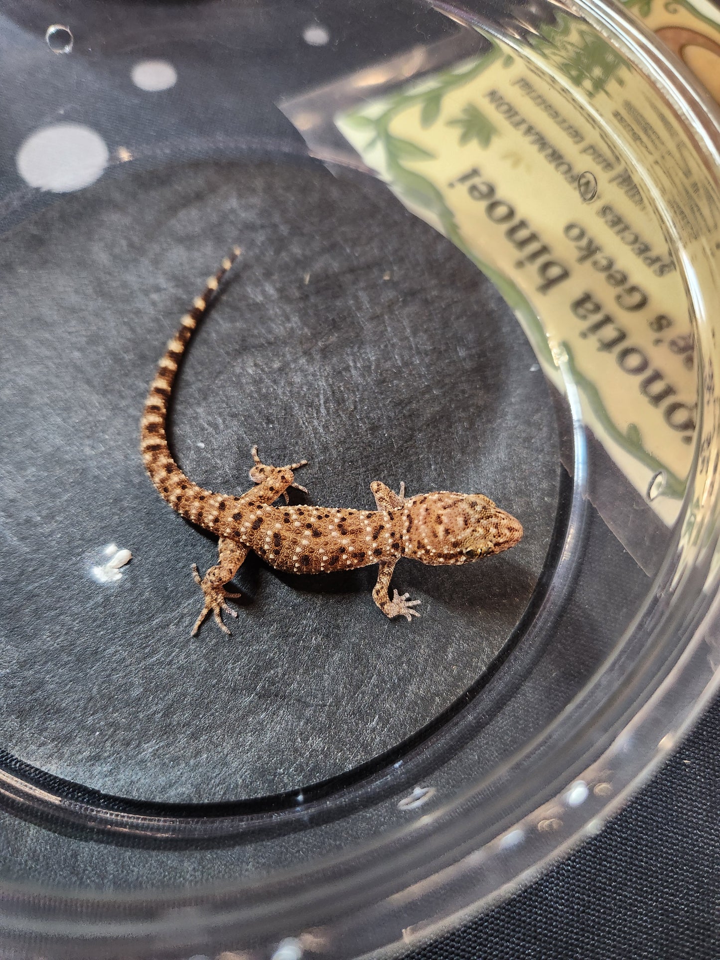 Self Cloning Geckos - Binoei Gecko