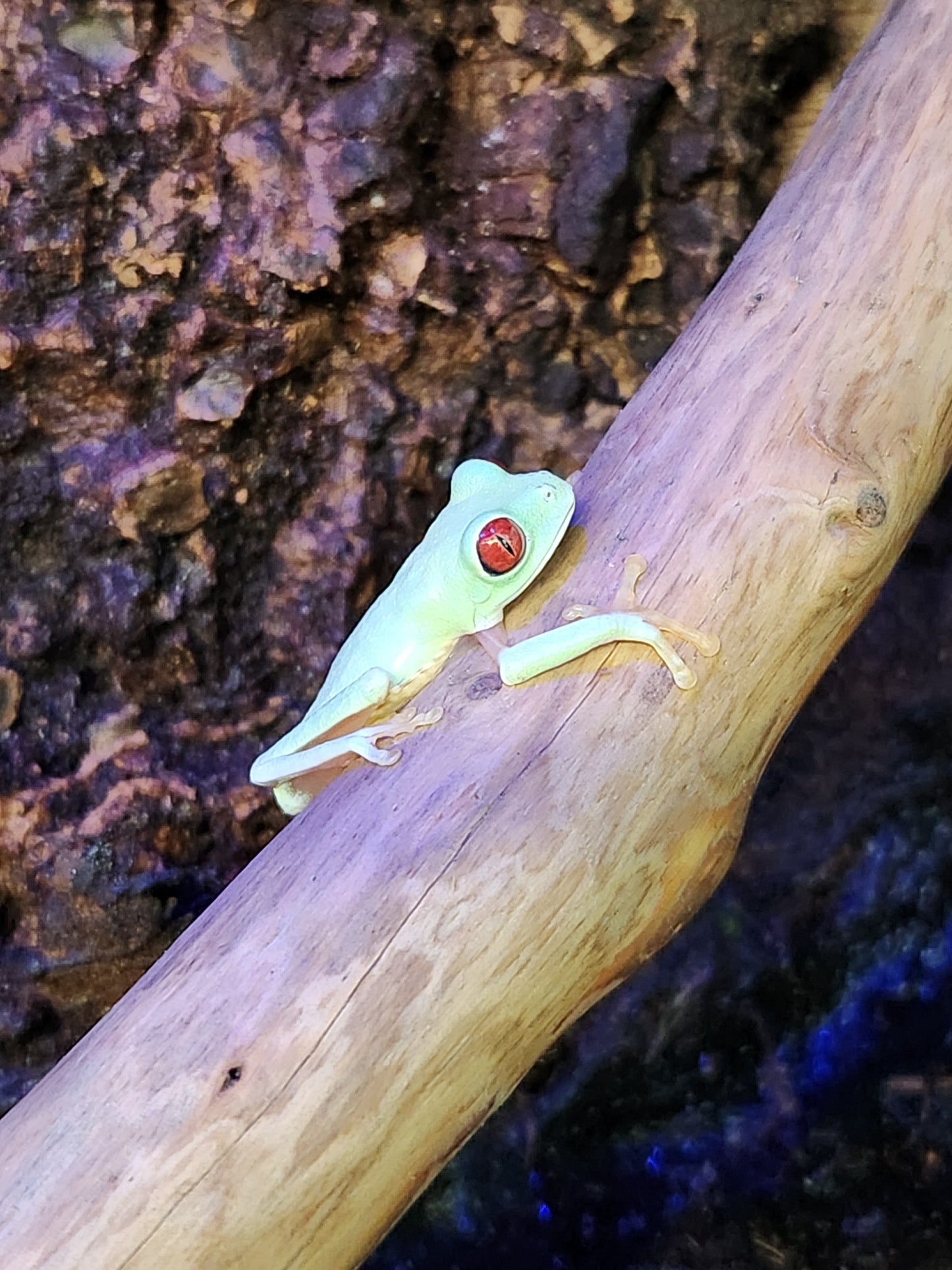 Amphibian - Panama Red Eye Tree Frog