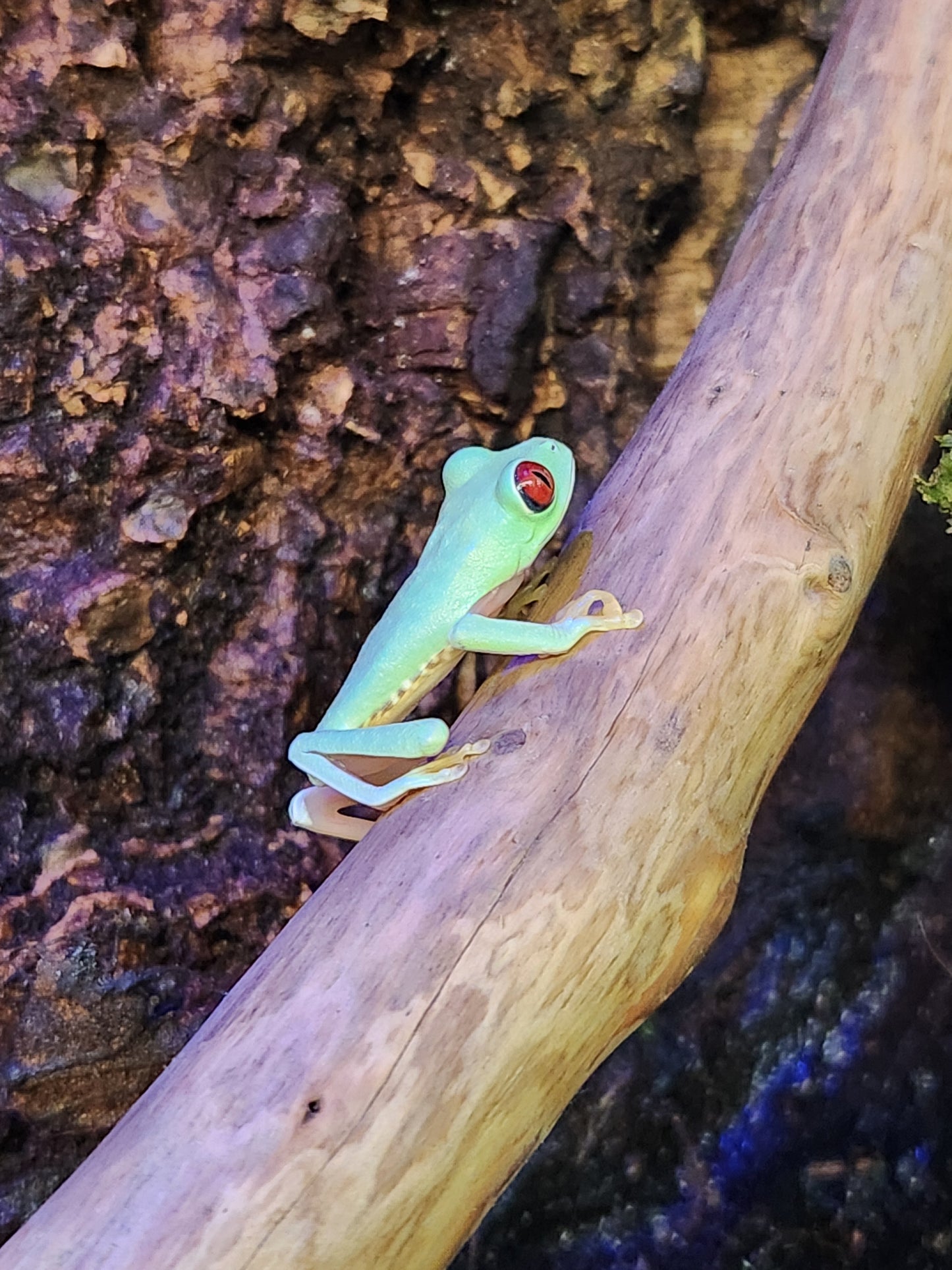 Amphibian - Panama Red Eye Tree Frog