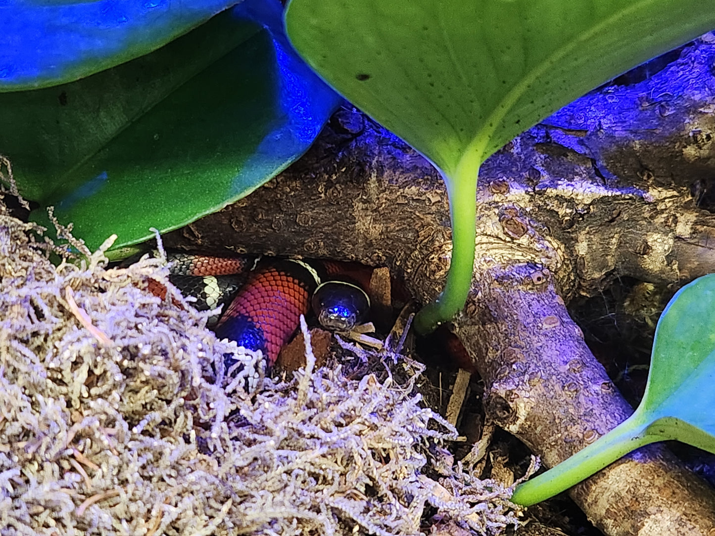 Milk Snake - Nelson's Milk Snake - Unsexed