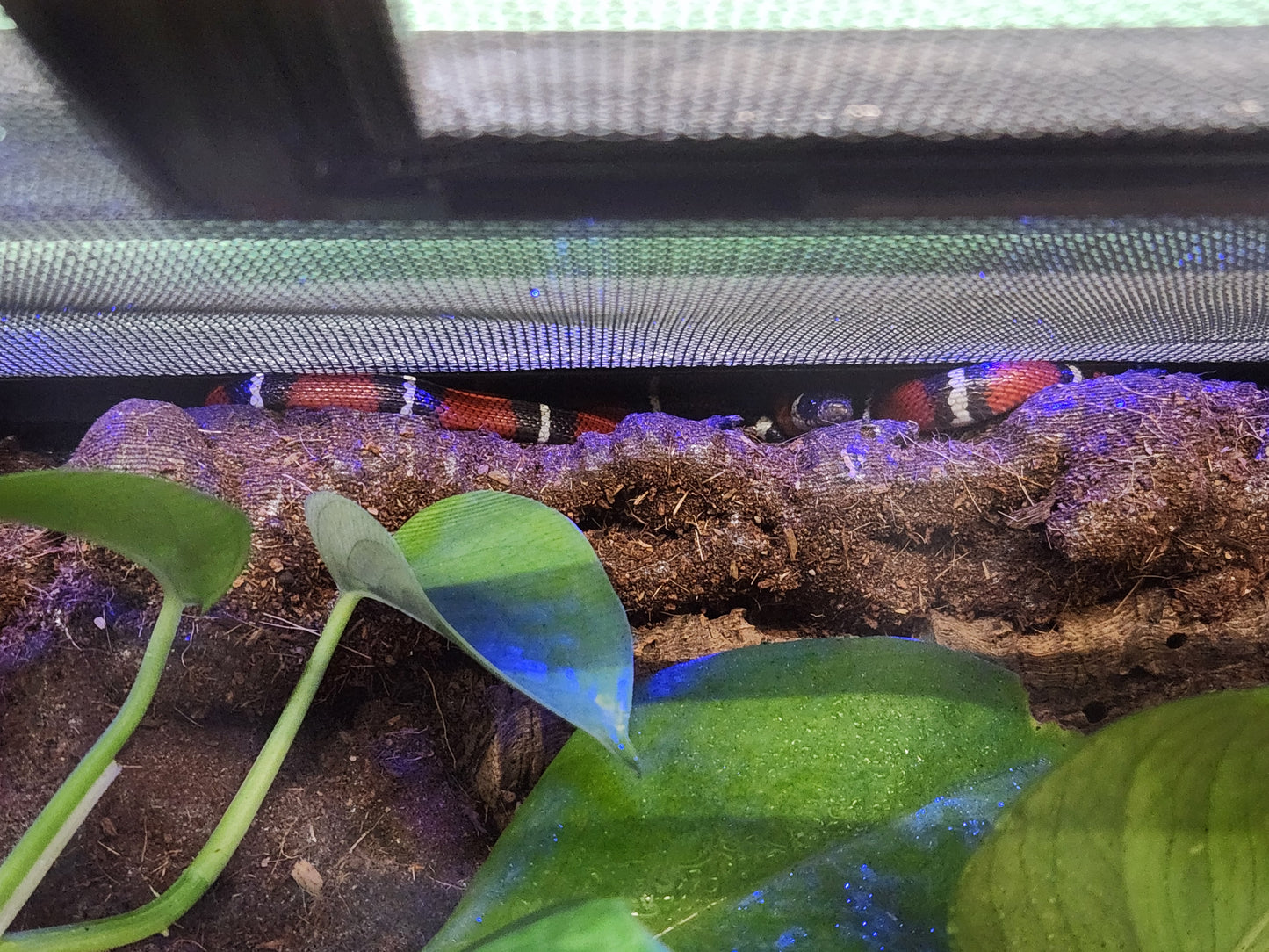 Milk Snake - Nelson's Milk Snake - Unsexed