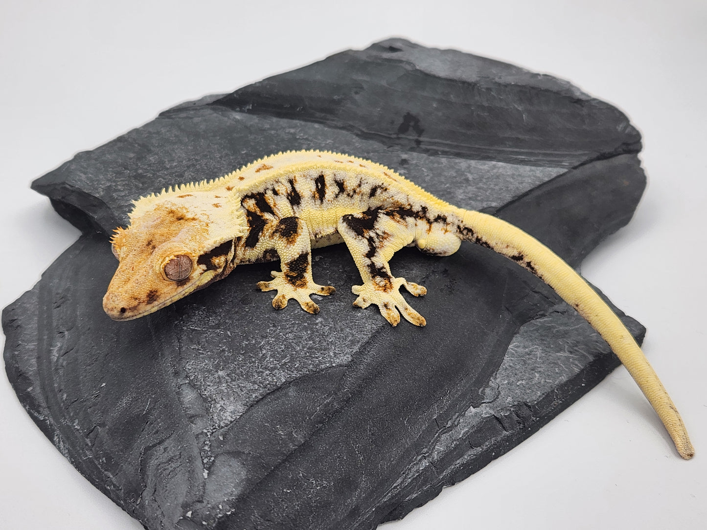 Crested Gecko -  Male Lilly White DOB 11-24-21 (BW x Kaanapali)