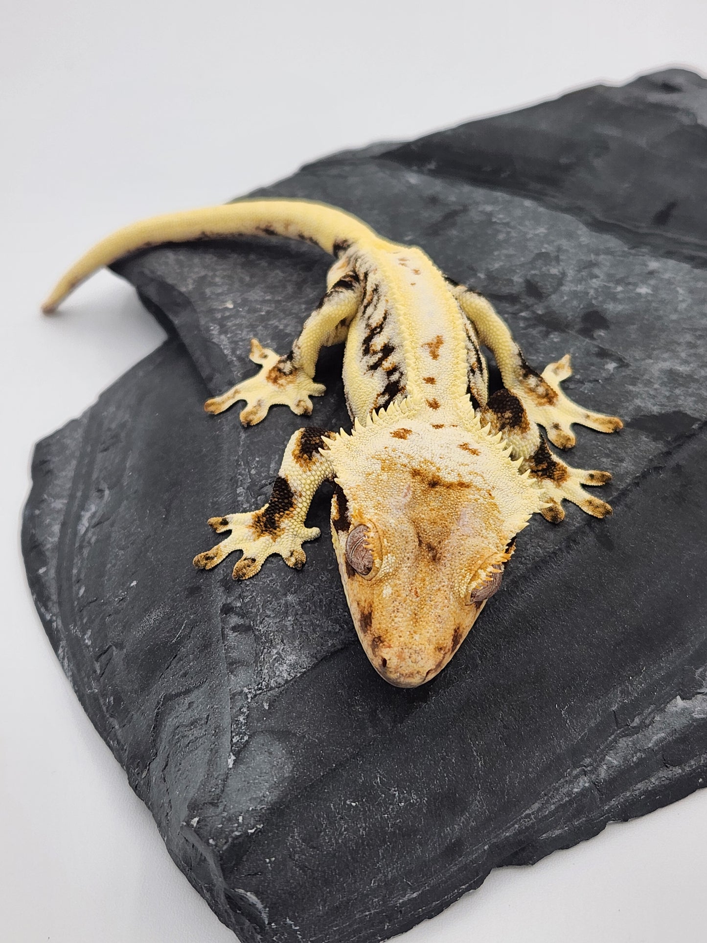 Crested Gecko -  Male Lilly White DOB 11-24-21 (BW x Kaanapali)