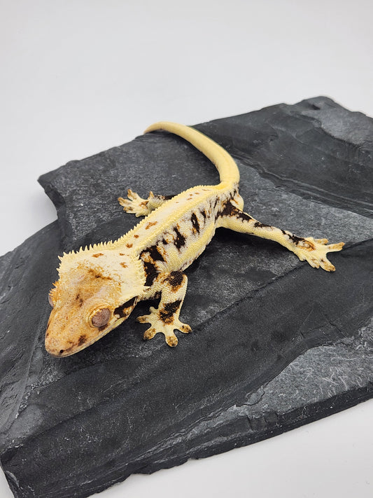 Crested Gecko -  Male Lilly White DOB 11-24-21 (BW x Kaanapali)