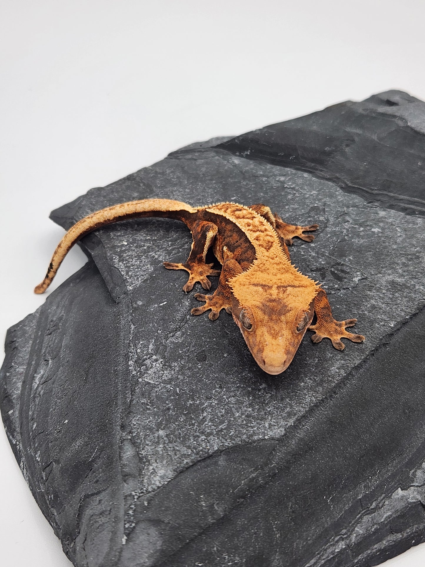 Crested Gecko - Female DOB 11-10-23 (Nala x Speedy-Chevron)
