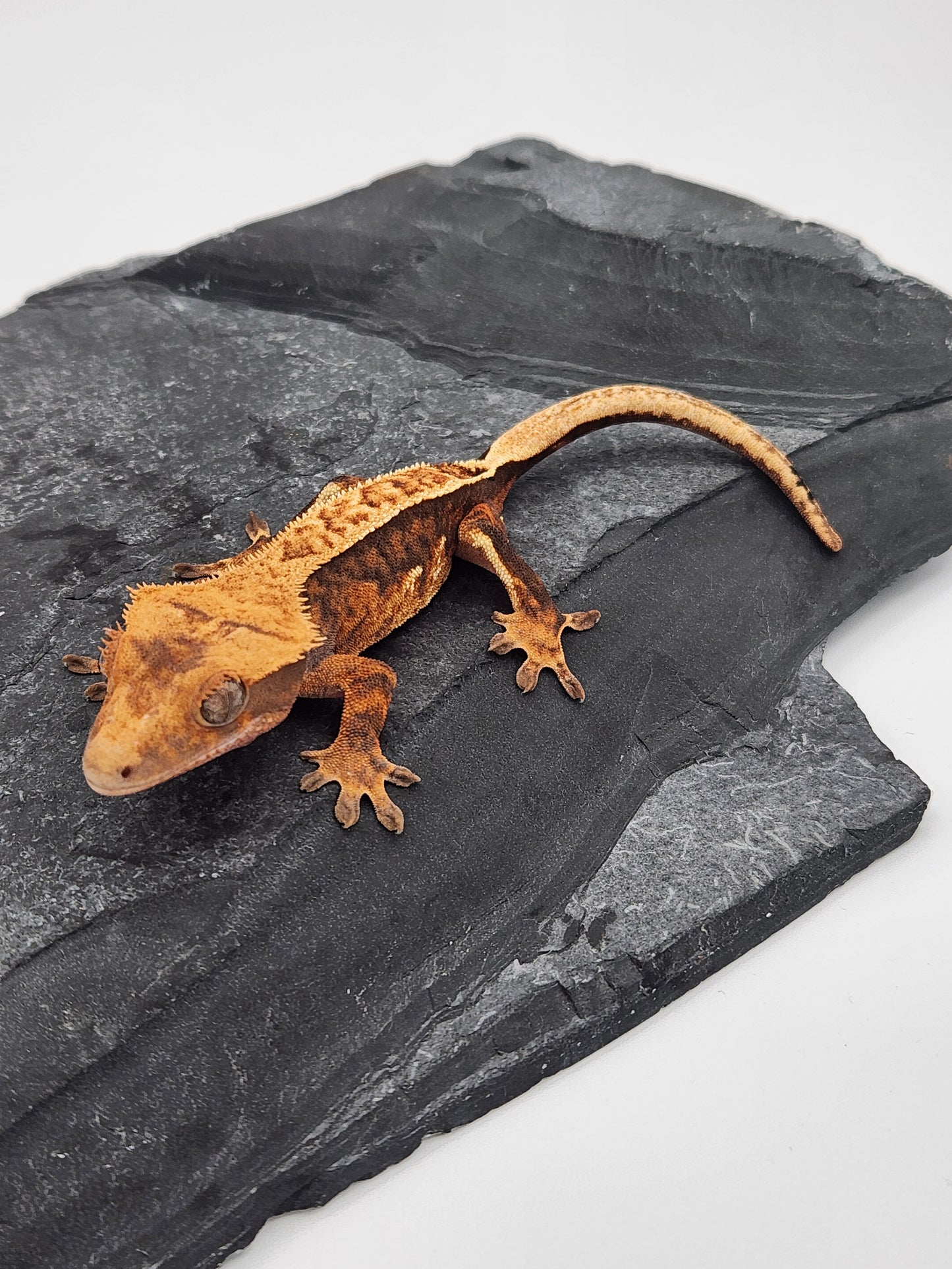 Crested Gecko - Female DOB 11-10-23 (Nala x Speedy-Chevron)
