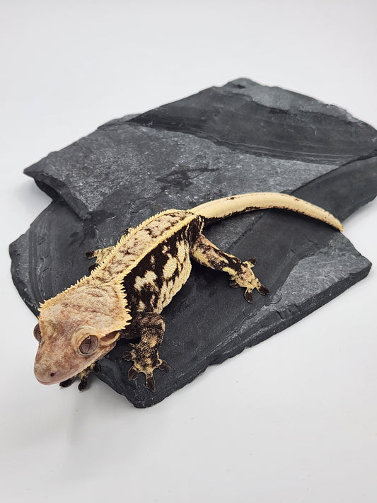 Crested Gecko - Female (Max) Proven Breeder