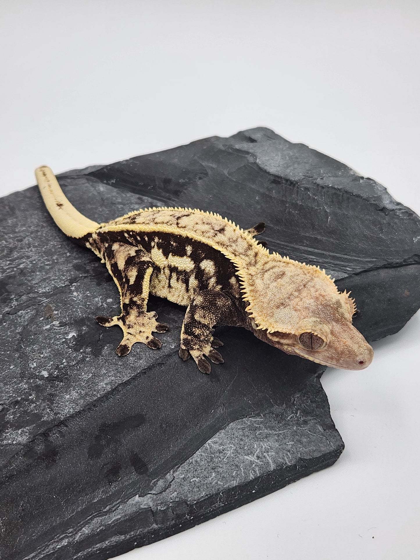 Crested Gecko - Female (Max) Proven Breeder