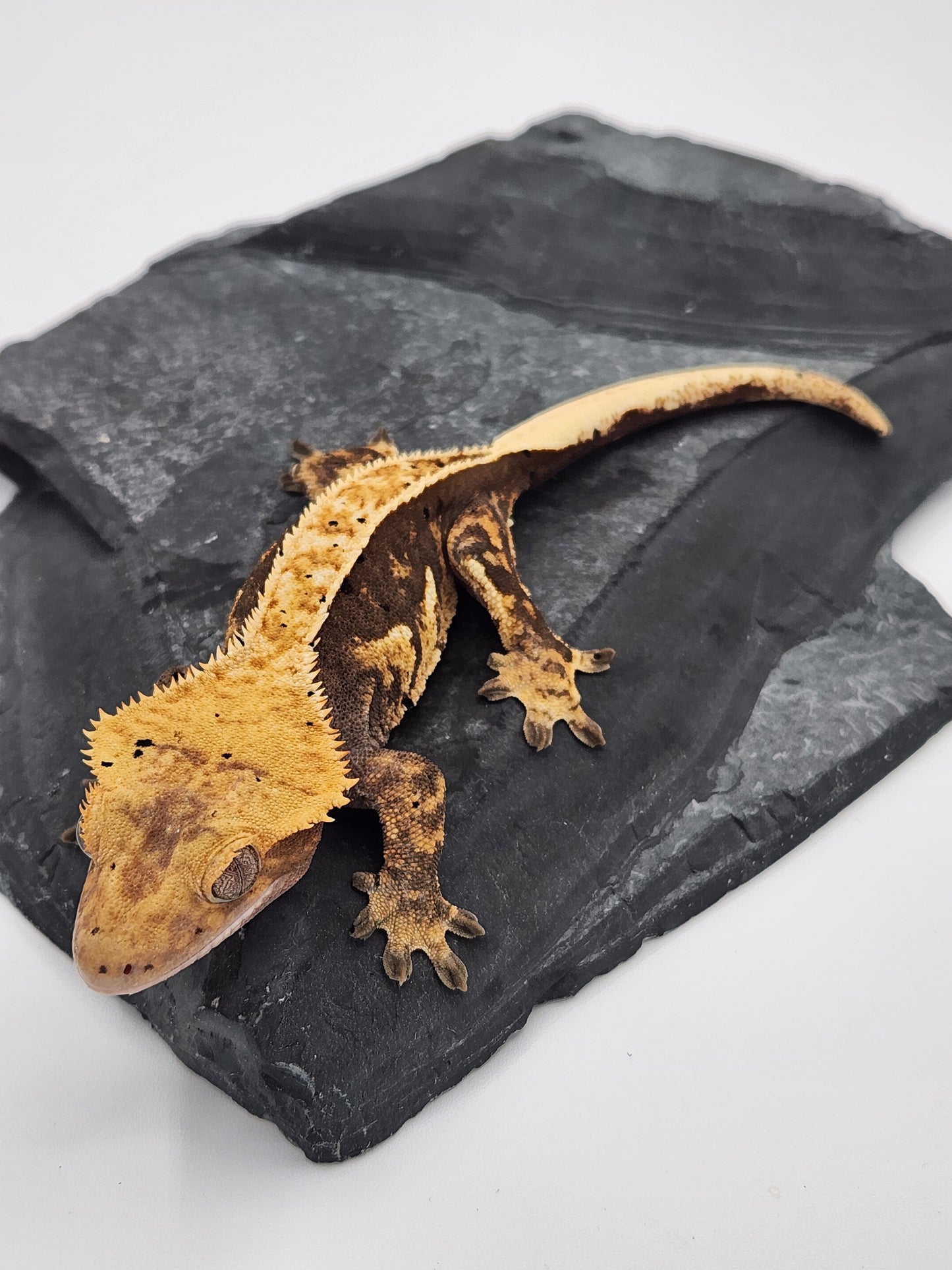 Crested Gecko - SOLD - Female DOB 09-19-22 (Chai x Echo)