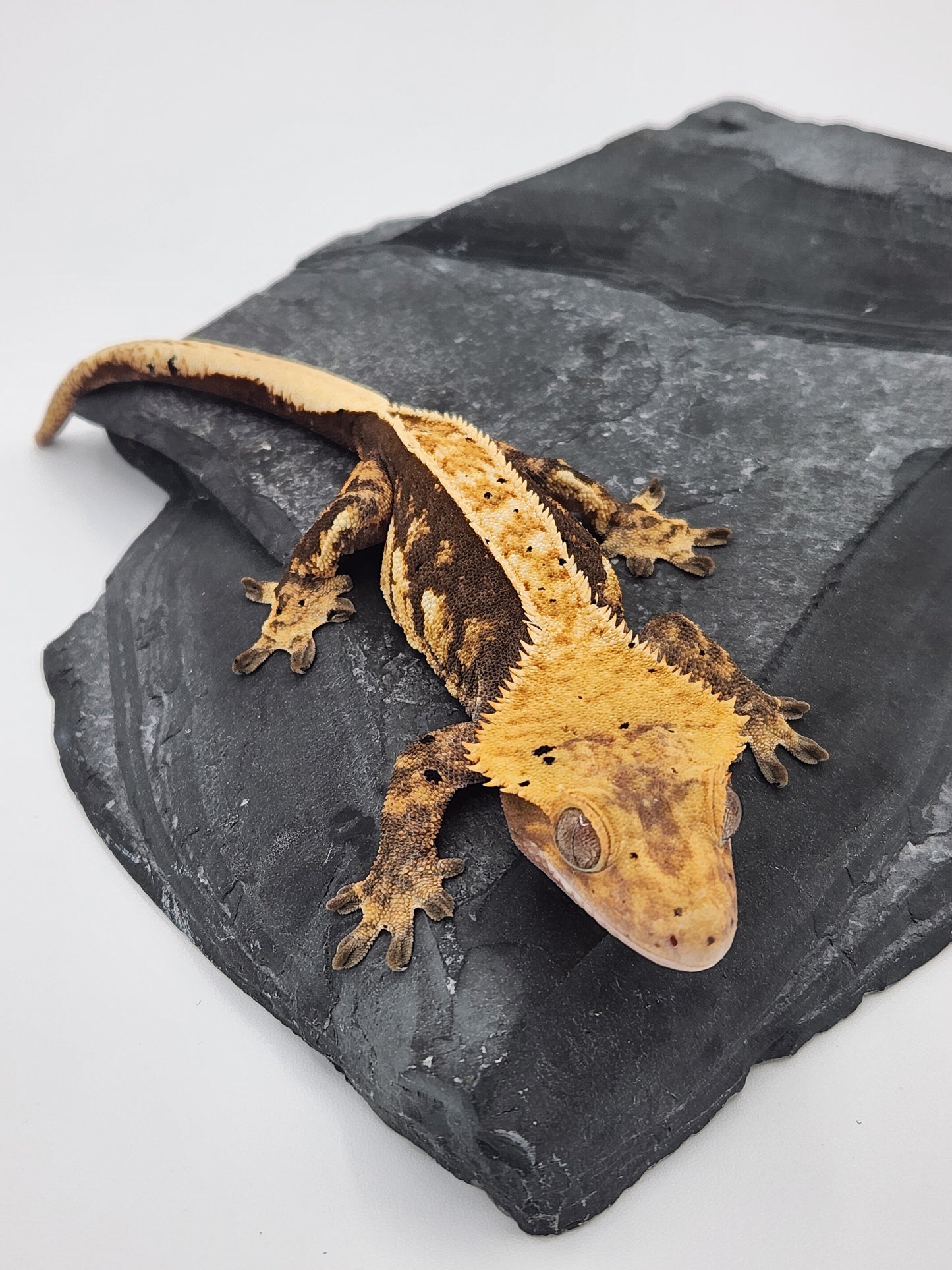 Crested Gecko - SOLD - Female DOB 09-19-22 (Chai x Echo)