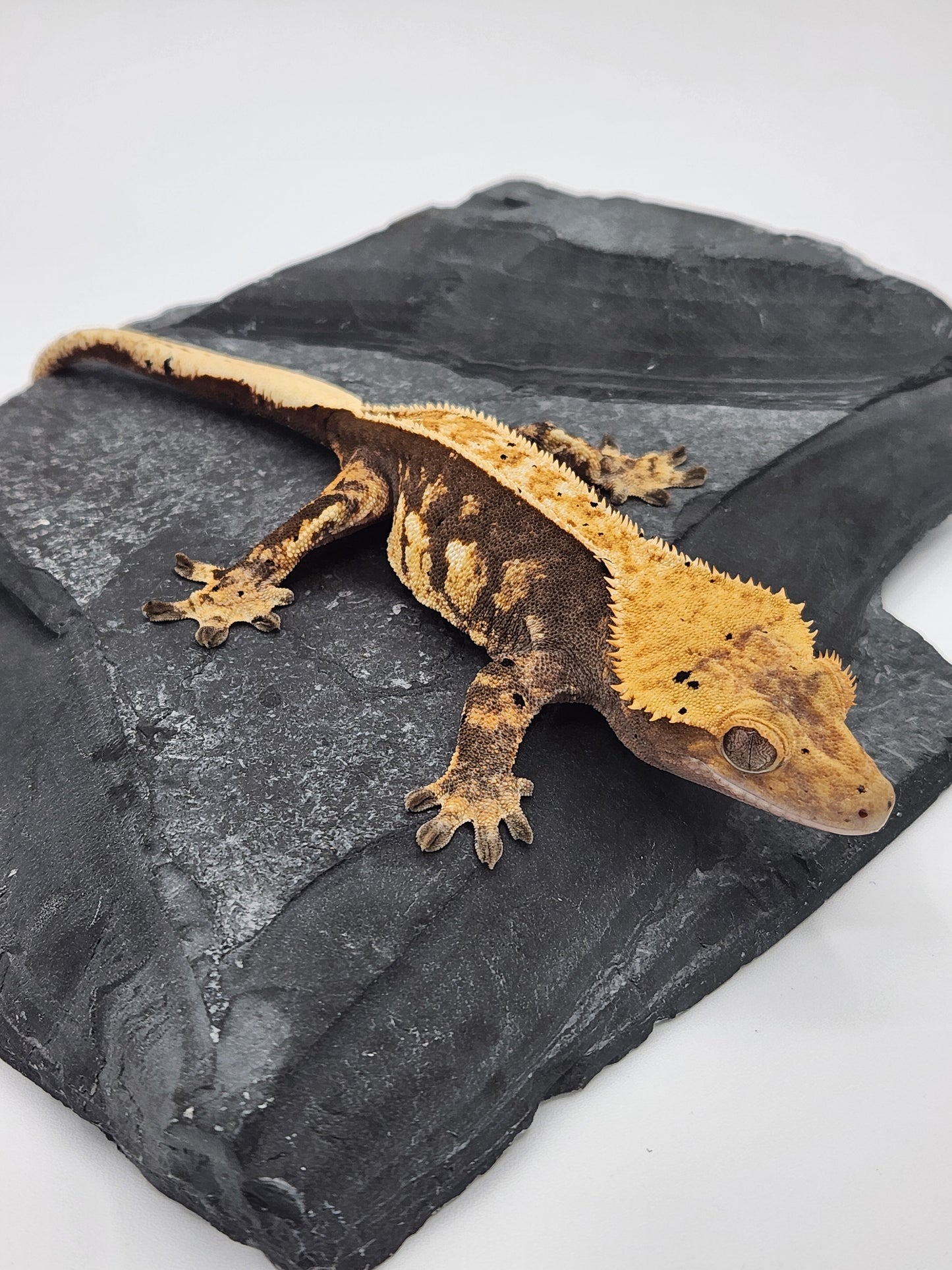 Crested Gecko - SOLD - Female DOB 09-19-22 (Chai x Echo)