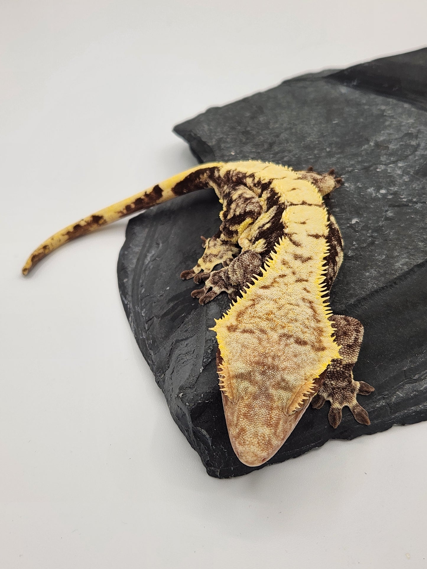 Crested Gecko - Female - Proven Breeder - Radience