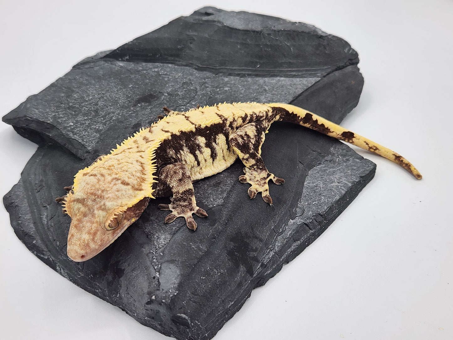 Crested Gecko - Female - Proven Breeder - Radience