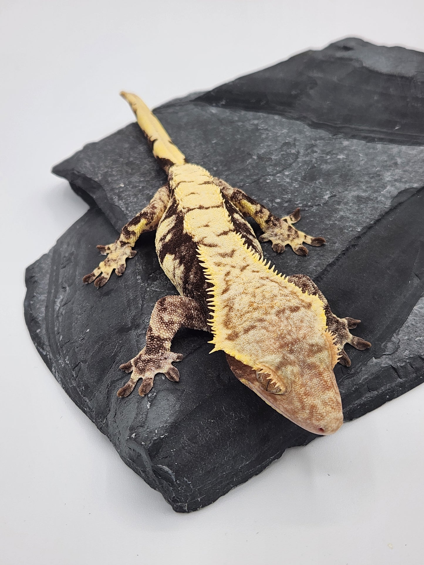 Crested Gecko - Female - Proven Breeder - Radience
